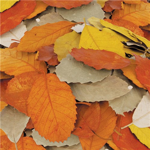 Zart Natural Autumn Leaves Assorted Pack  of 90