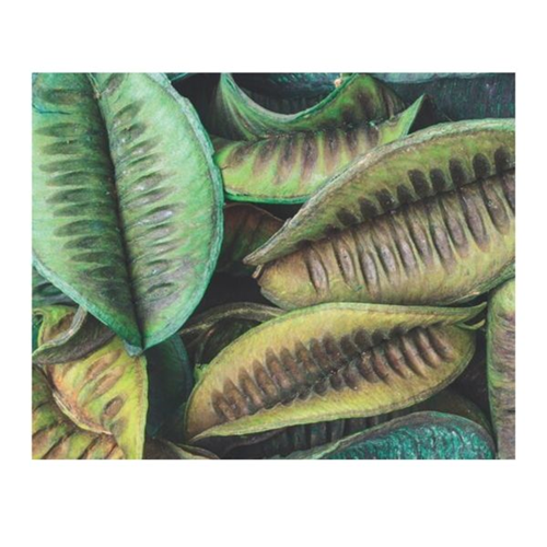 Large Green Pods 100g