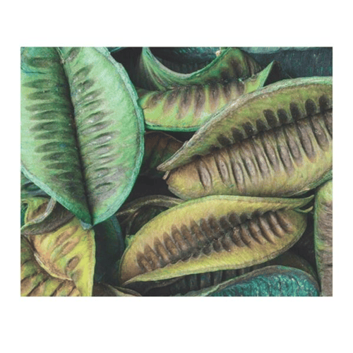 Large Green Pods 100g