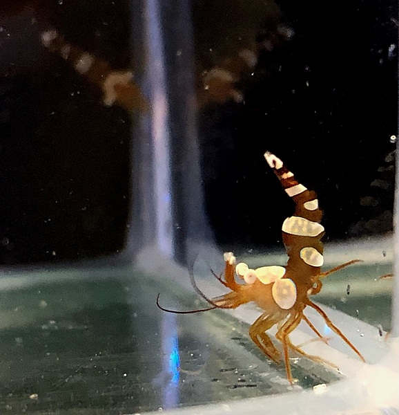 Sexy Shrimp