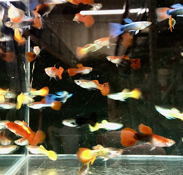 Asst Male Guppy