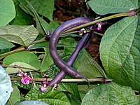 Blue Beans | ஊதா பீன்ஸ்