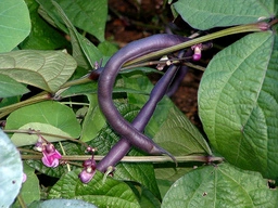 Blue Beans | ஊதா பீன்ஸ்