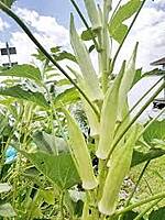 Multi Branch White Okra | பலகிளை வெள்ளை வெண்டை