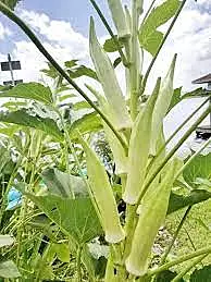 Multi Branch White Okra | பலகிளை வெள்ளை வெண்டை