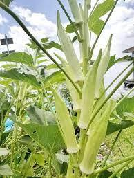 Multi Branch White Okra | பலகிளை வெள்ளை வெண்டை