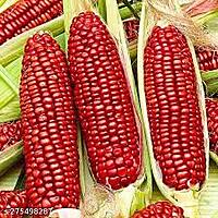 RED MAIZE NATIVE CORN  MAKKA SOLAM | சிகப்பு மக்காசோளம்