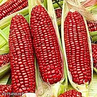 RED MAIZE NATIVE CORN MAKKA SOLAM | சிகப்பு மக்காசோளம்