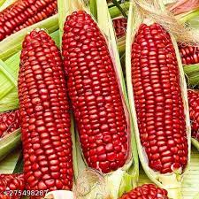 RED MAIZE NATIVE CORN MAKKA SOLAM | சிகப்பு மக்காசோளம்