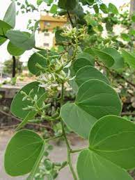 Aaththi Maram | Camel Foot Tree | ஆத்தி மரம்