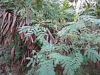 சவுண்டல் மர விதை | Savundal Tree Seed 100 Gram