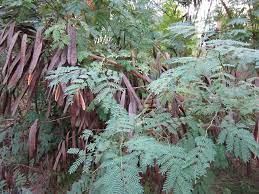 சவுண்டல் மர விதை | Savundal Tree Seed 100 Gram