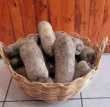 Cenaikkilanku |  சேனை கிழங்கு விதை