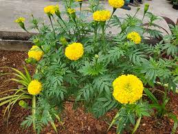 Genthi | கேந்தி