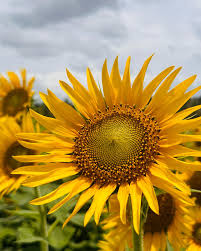 Sollar Pettai Sunflower | சோலார் பேட்டை சூரியகாந்தி