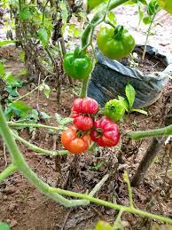 Plant Liberia Tomato | செடி லைபீரியா தக்காளி