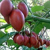 Tree Tomato | மரத்தக்காளி