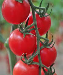 Sollar Pettai Tomato | சோலார் பேட்டை கொடி தக்காளி
