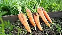 CARROT | கேரட்