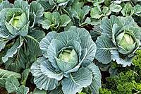 CABBAGE | முட்டைக்கோஸ்