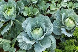 CABBAGE | முட்டைக்கோஸ்