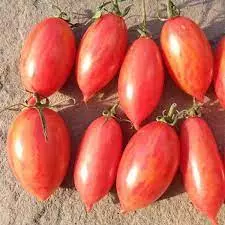 PINK TIGER TOMOTTO (பிங்க் டைகர் தக்காளி)