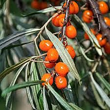 Orange Energy Sea Buckthorn