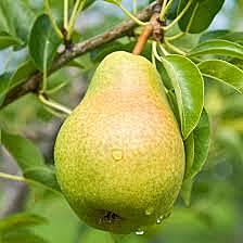 Bartlett Green Pear