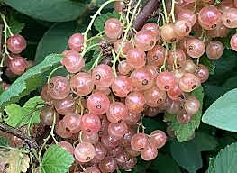 Pink Champagne Currant