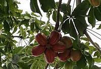 Kuthirai kulambu tree (குதிரை குழம்பு )