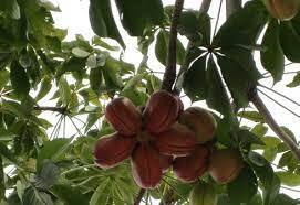 Kuthirai kulambu tree (குதிரை குழம்பு )