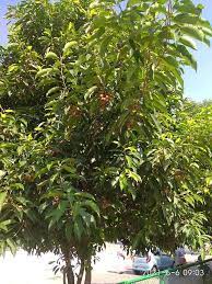 Magilam (மகிழம்)