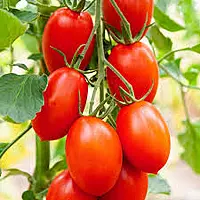 Large plum tomato | பெரிய பிலம் தக்காளி