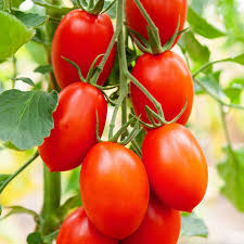 Large plum tomato | பெரிய பிலம் தக்காளி