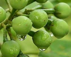 Kari Turkey Berry | கறி சுண்டக்காய்