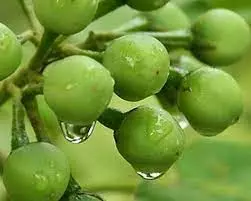 Kari Turkey Berry | கறி சுண்டக்காய்