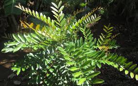 Sorgam Maram | Paradise Tree ( சொர்கம் மரம்)