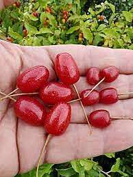 Sweet Scarlett Goumi