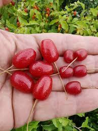 Sweet Scarlett Goumi