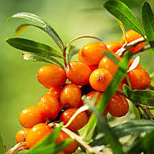 Orange Energy Sea Buckthorn