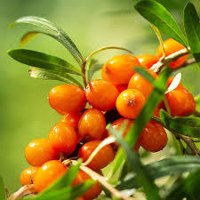 Orange Energy Sea Buckthorn