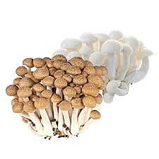 Mushroom Shimeji Pkt