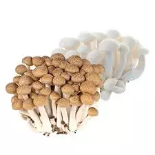 Mushroom Shimeji Pkt