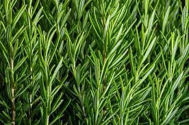 Herbs Rosemary Kg
