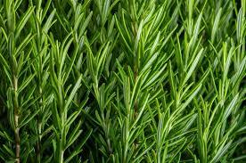 Herbs Rosemary Kg
