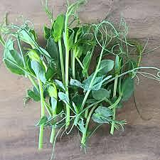 Herbs Pea Tendril Pkt
