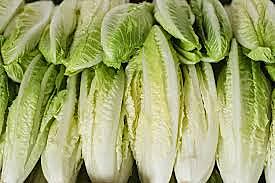 Lettuce Cos Box