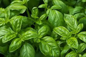 Basil- per/lb.