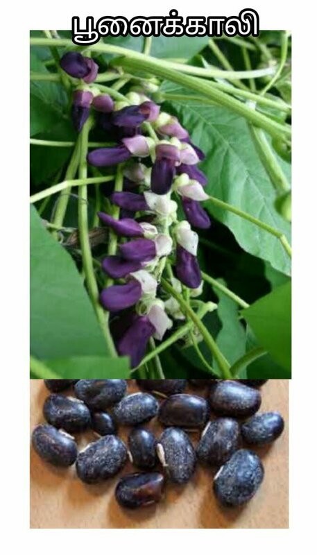 Velvate Bean - White (பூனைக்காலி - வெள்ளை)