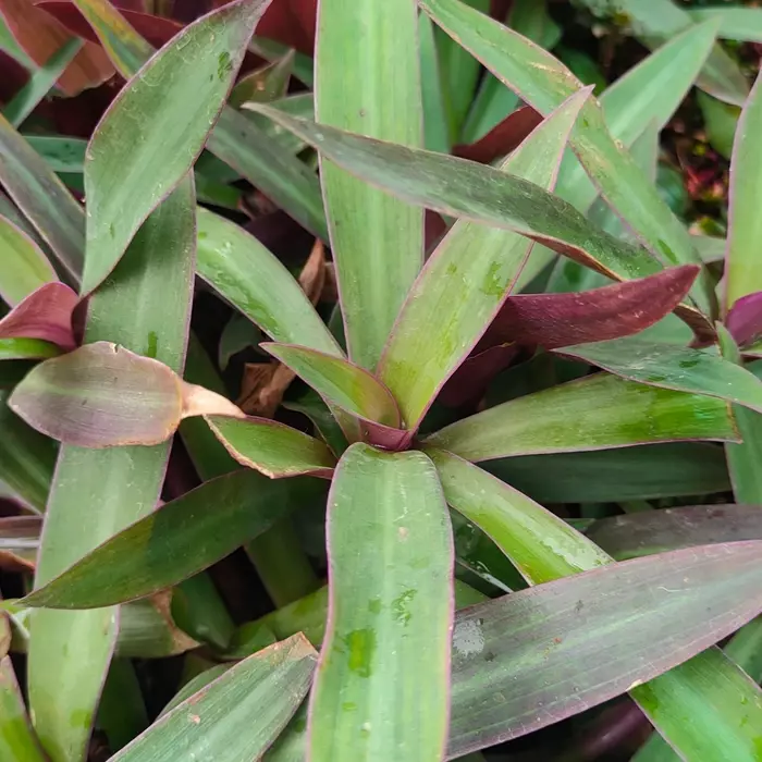 Kal valai Musaceae (banana)  | கல் வாழை